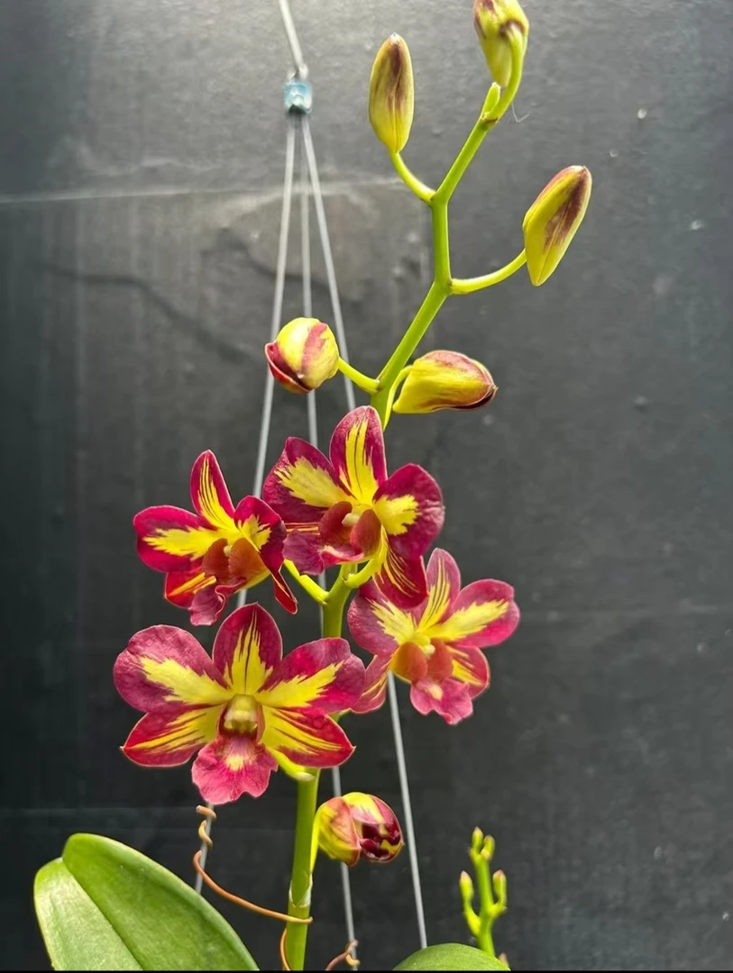 特价特红939泰国秋石斛