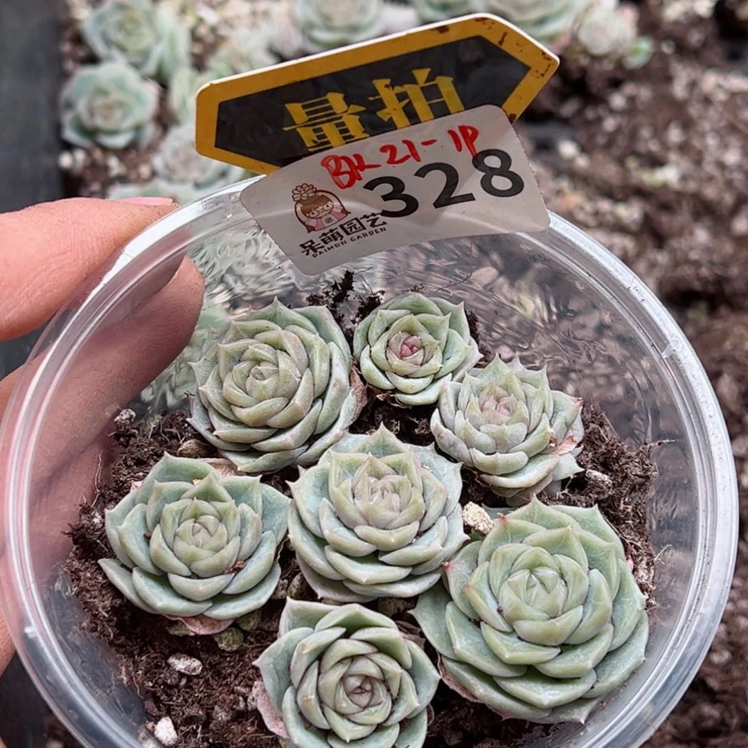 多肉植物多肉植物