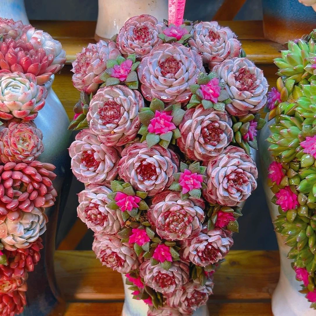 048天蛾湖玫瑰组合