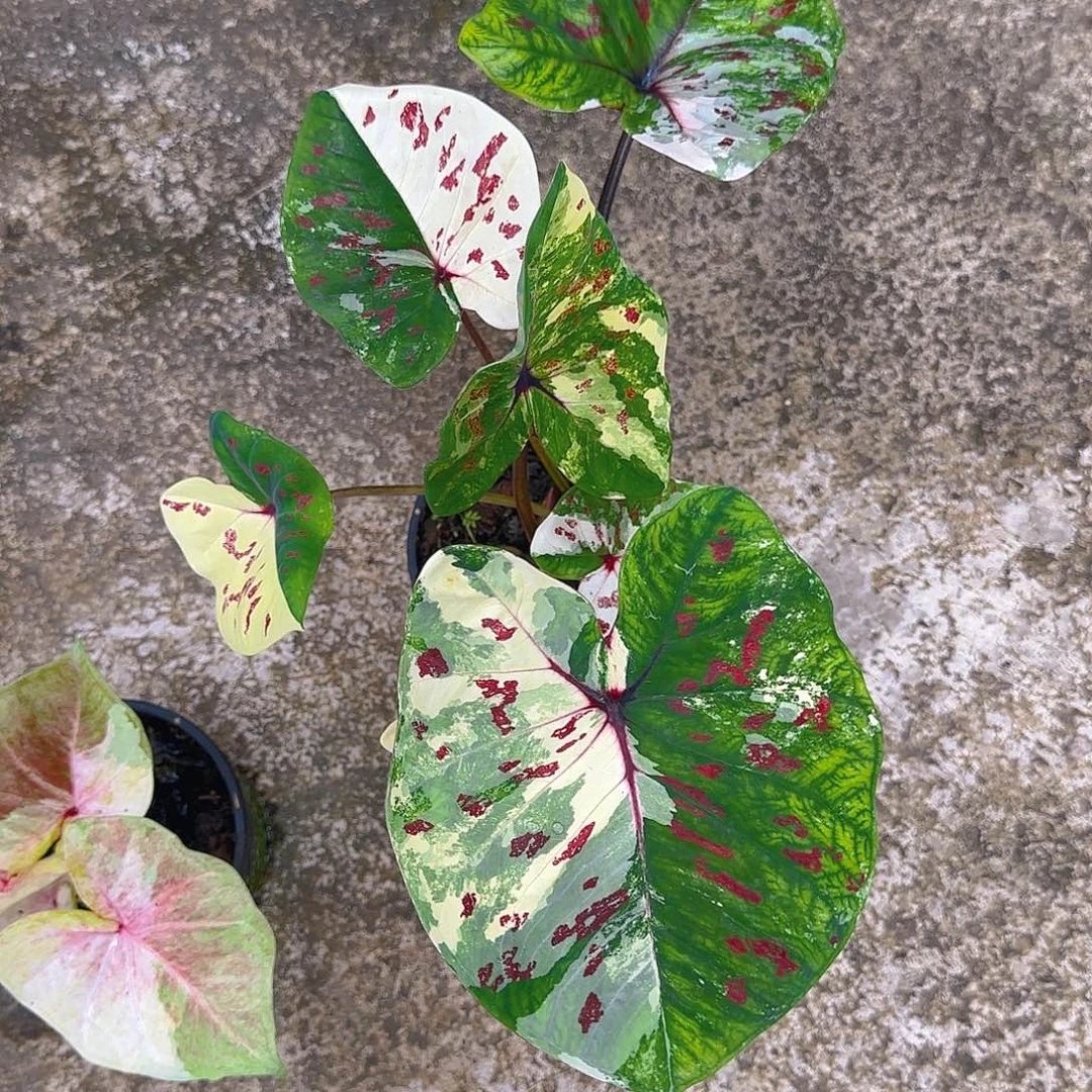 820-0614泰国发货多肉