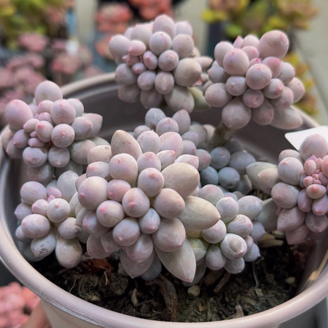 871香水手指10cm多肉植物