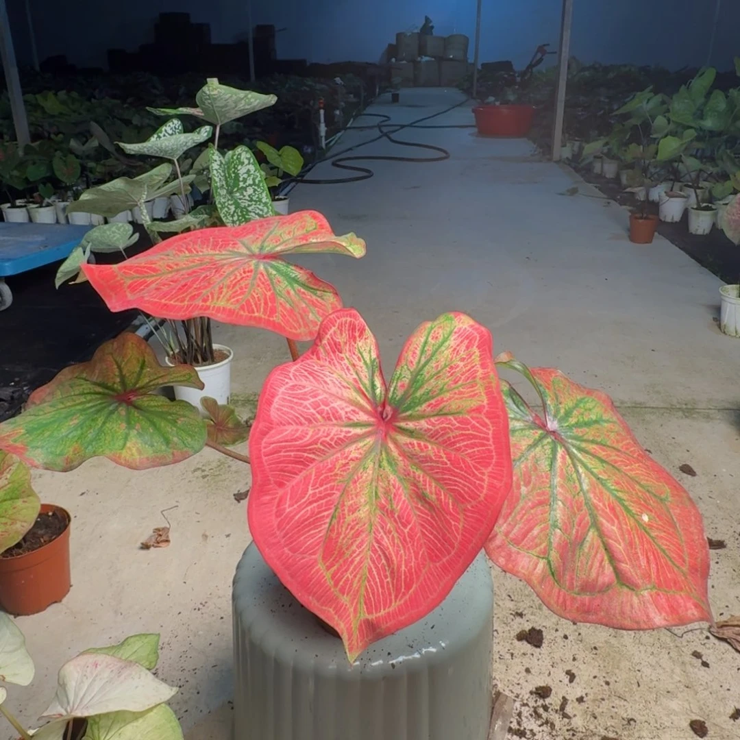 无花朵小仙女   00200