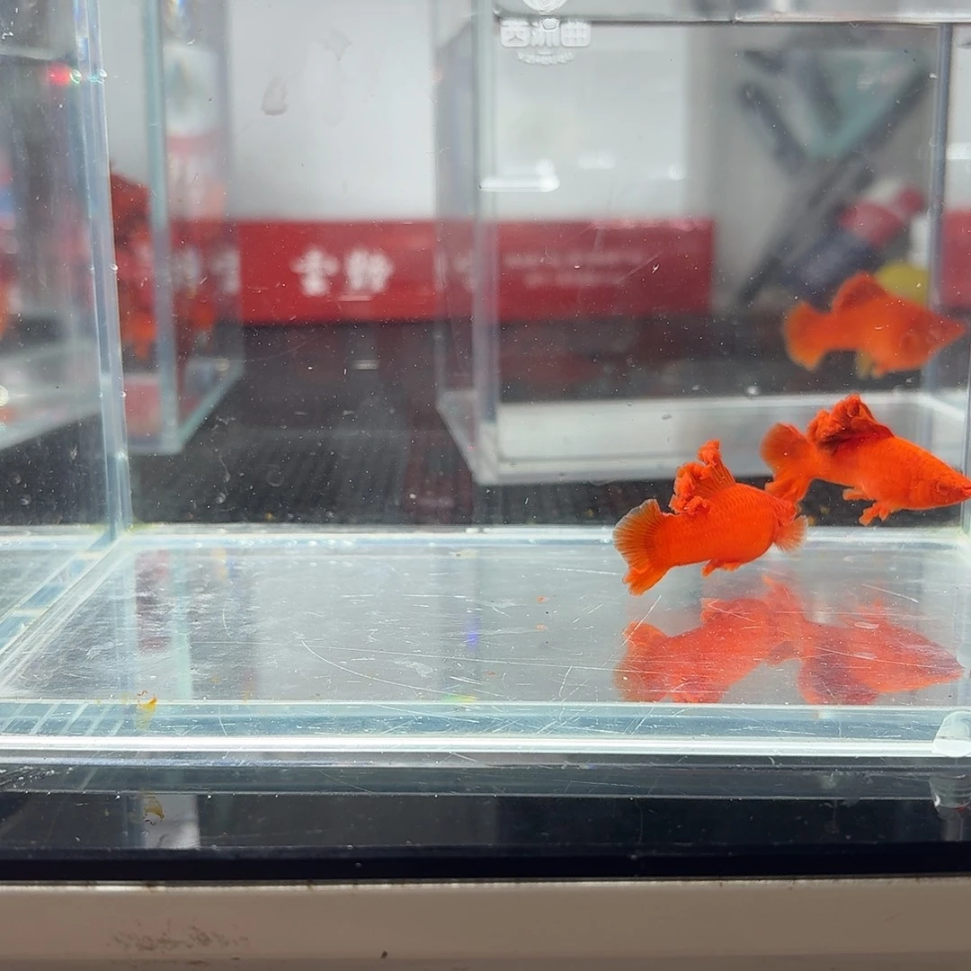 一***好海水鱼红箭鱼2天褶扇两队