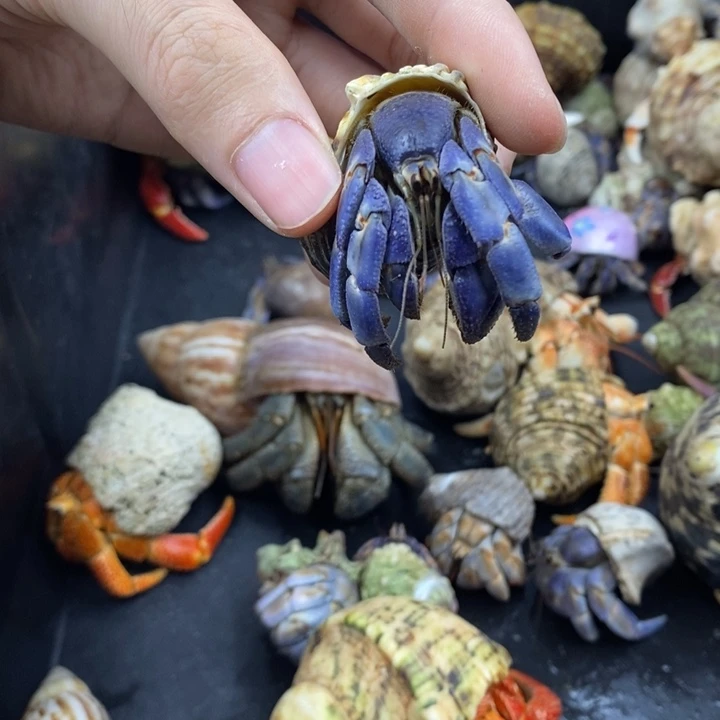 2.5口紫陆寄居蟹一只