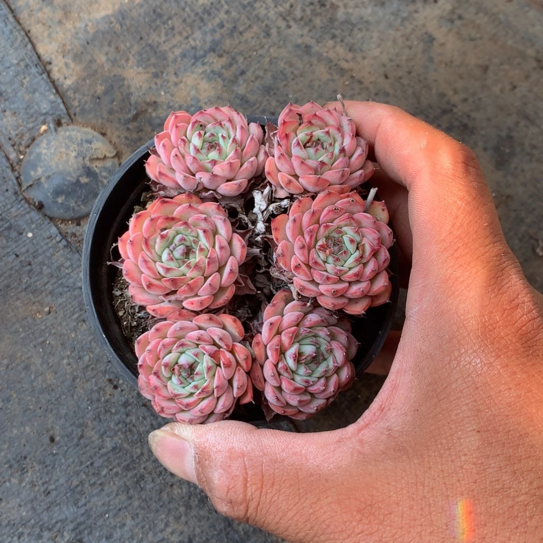 我们的产品也越来越难做到