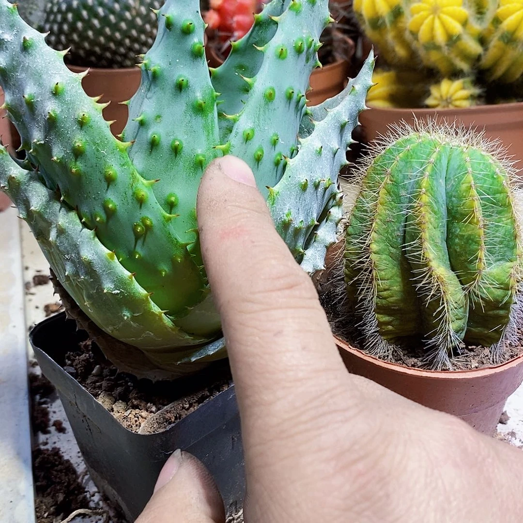 两个11111111111111个