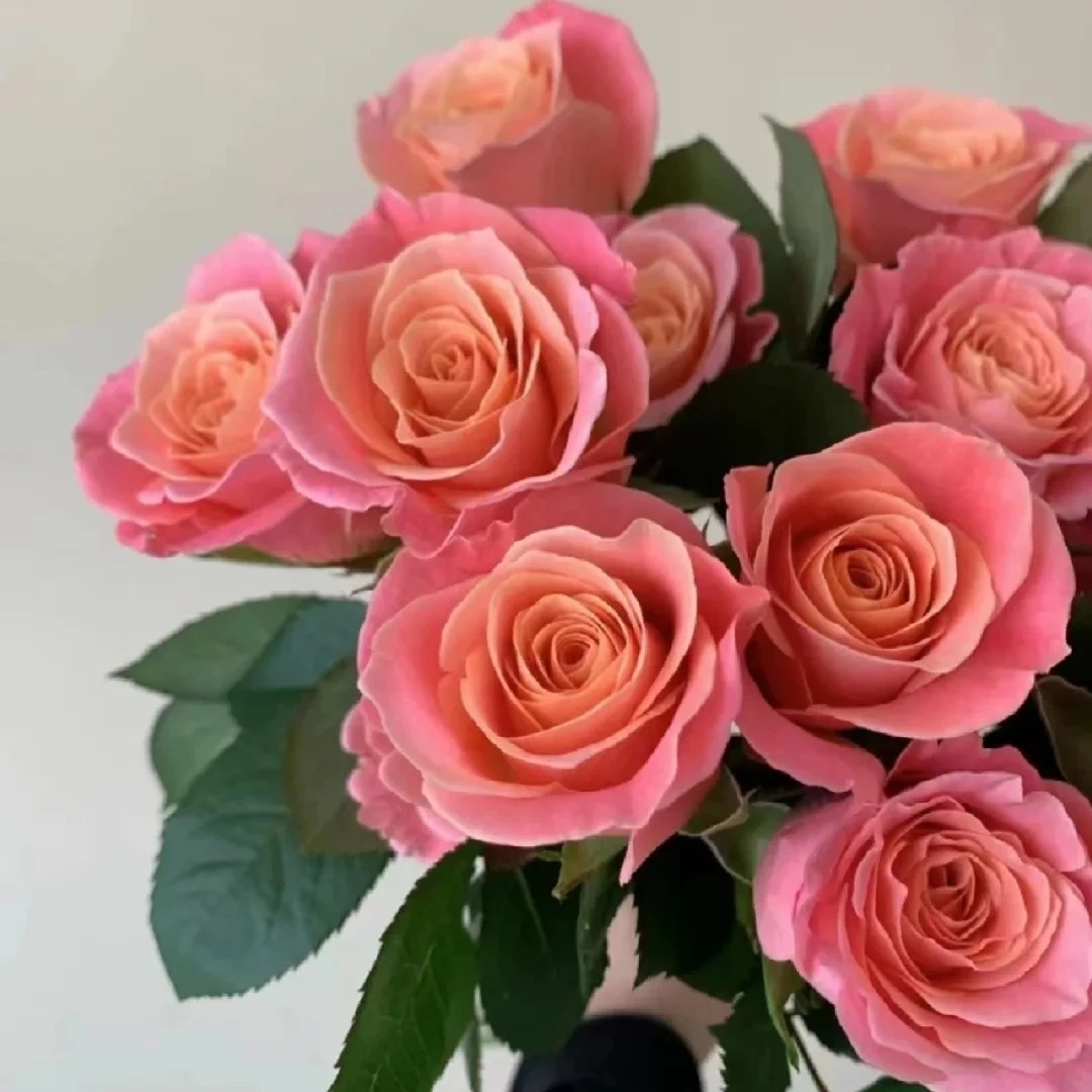 【满4单顺丰包邮】玫瑰高原红卡罗拉 弗洛伊德 鲜花【20%损耗不售后】