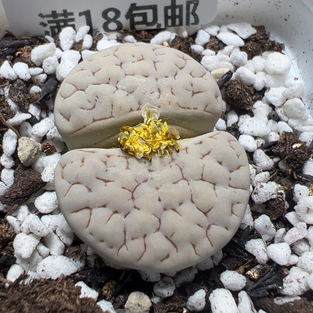 【闪购商品】 326。