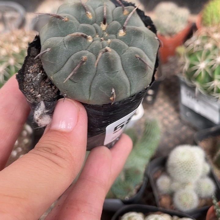 588仙人球植物开花