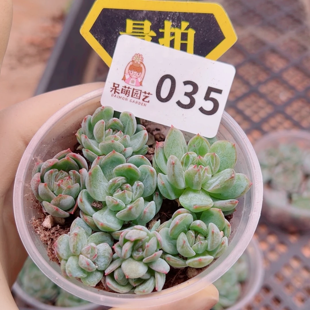 多肉植物多肉植物