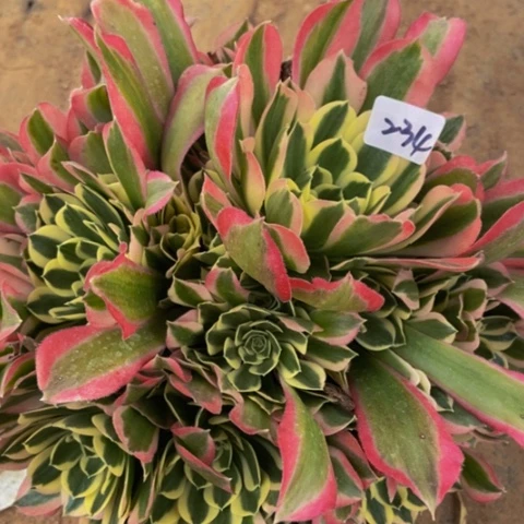 白凤多肉植物234多肉不包断