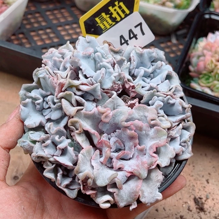 多肉植物多肉植物