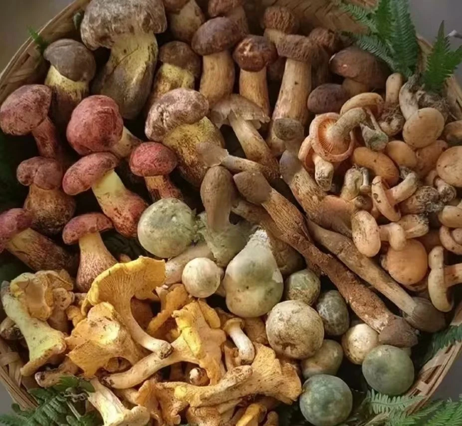云南野生菌现场称重顺丰包邮