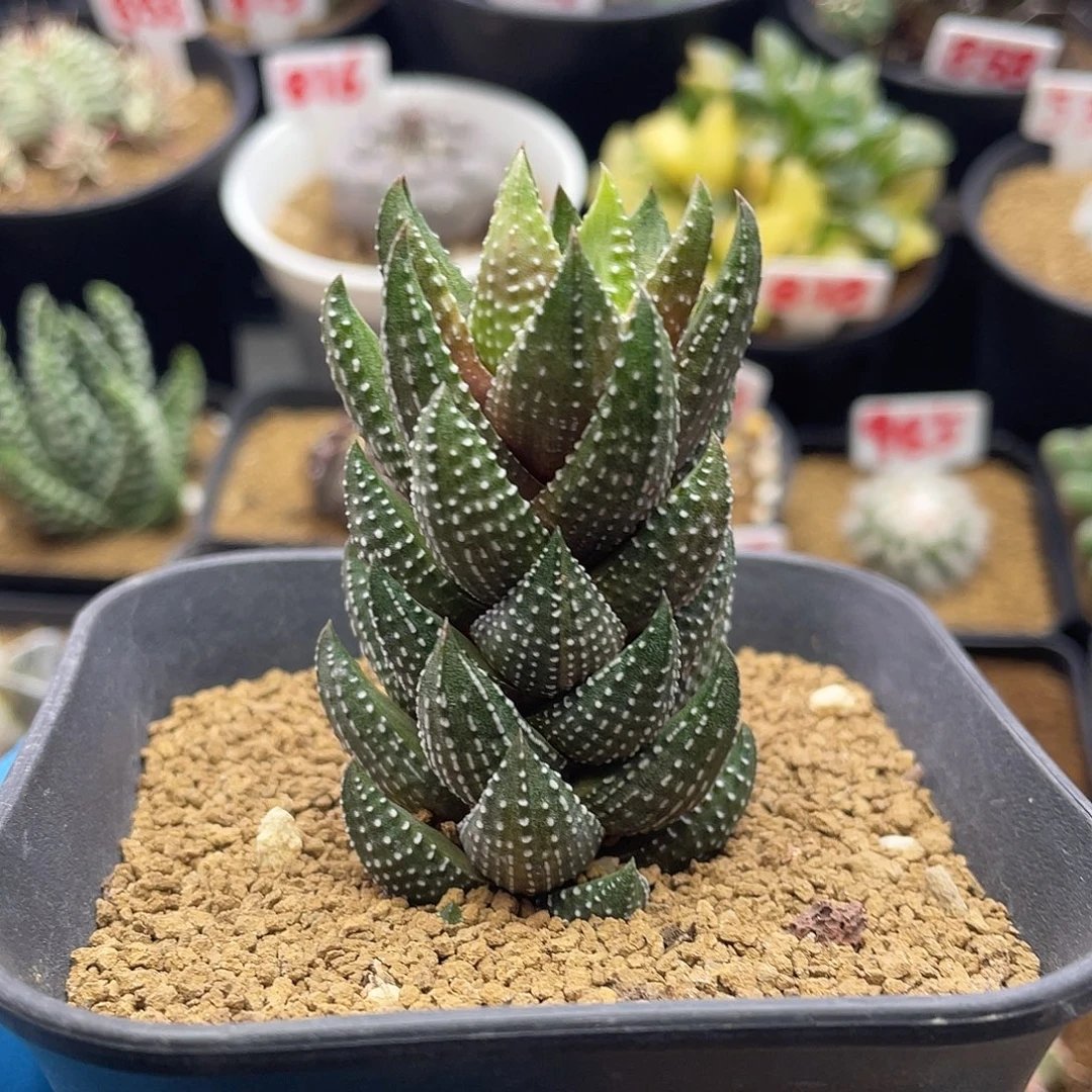 实生丸叶九轮塔仙人球