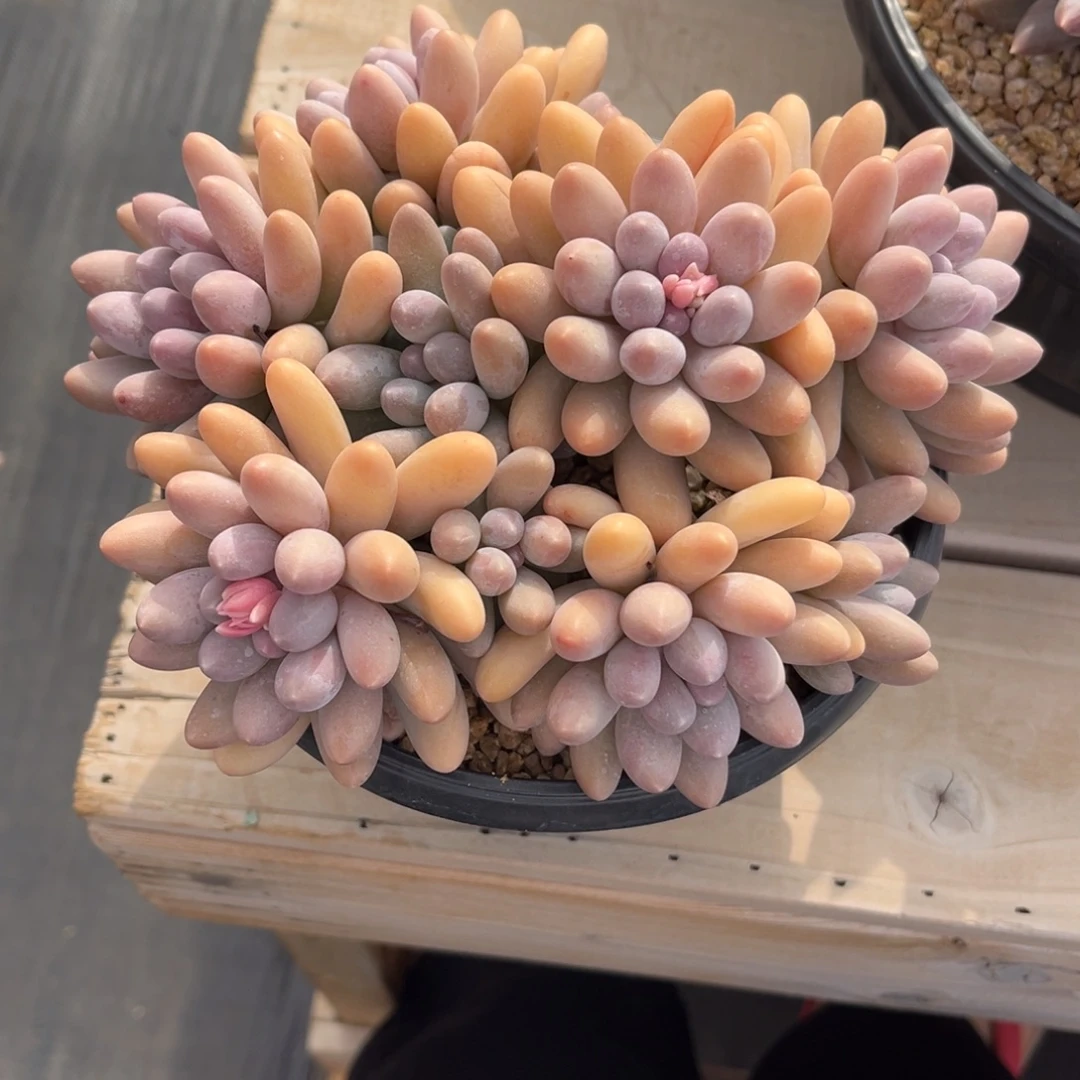 ****牙多肉植物多肉植物多肉