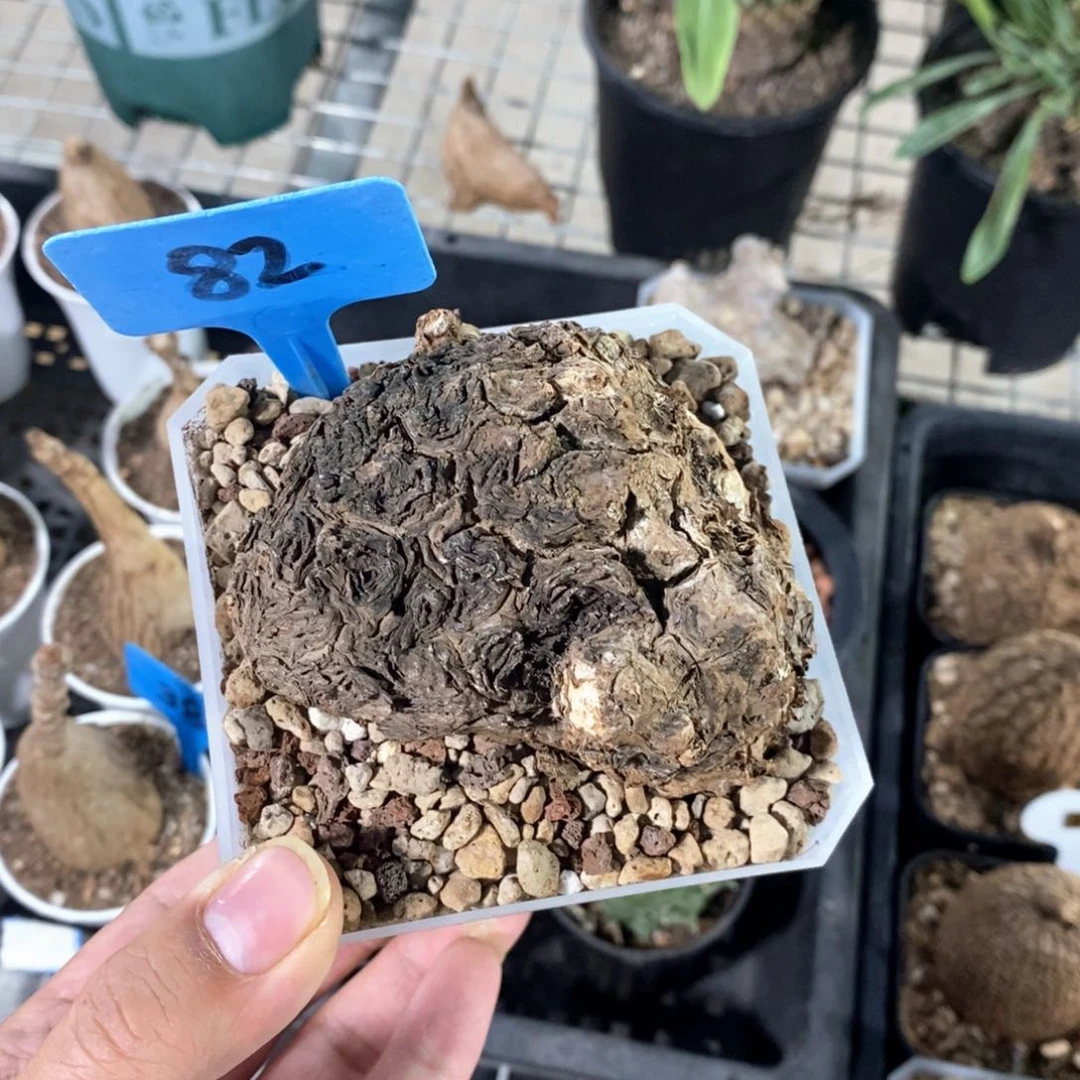 一叶龟多肉植物一个