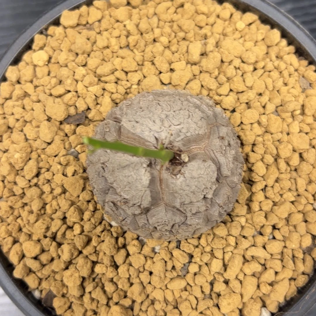 精品盆栽养定的龟甲龙1915号