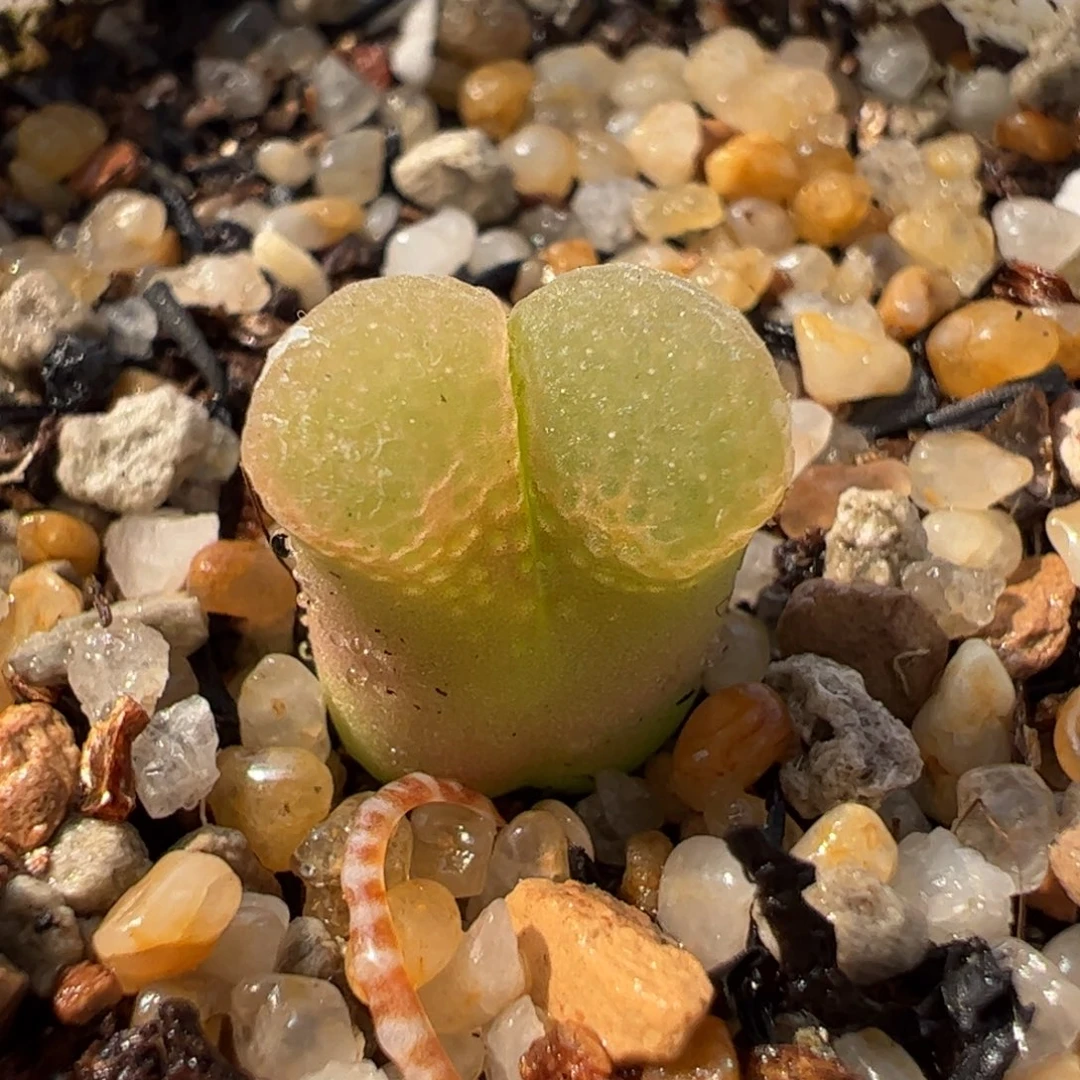 463多肉植物组合