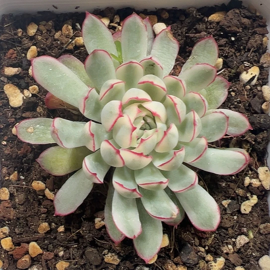 梦幻玫瑰白锦多肉