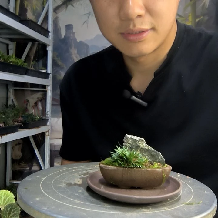 福*猪中青园艺一物一拍217