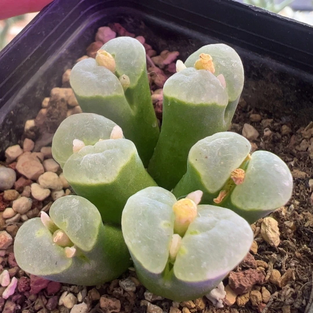 绿体白窗风铃 肉锥植物