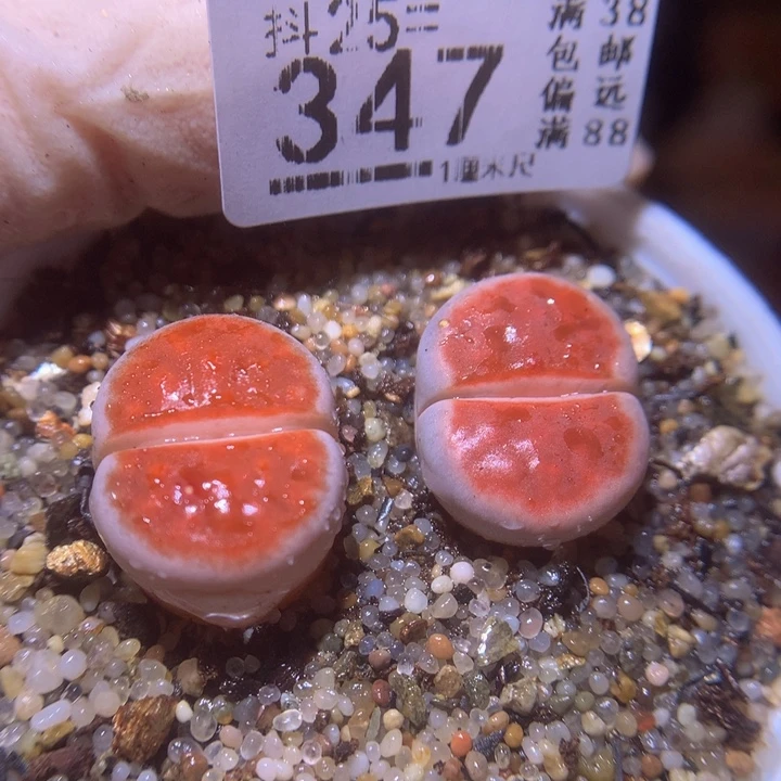 精品生石花25.347