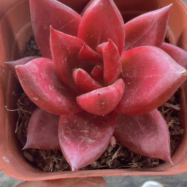 罗宾精品多肉植物