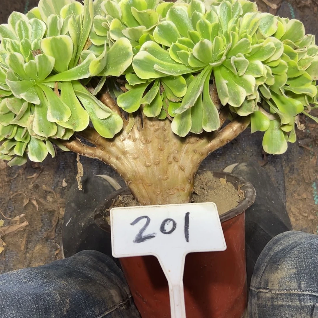 多肉植物绿豆沙缀花201