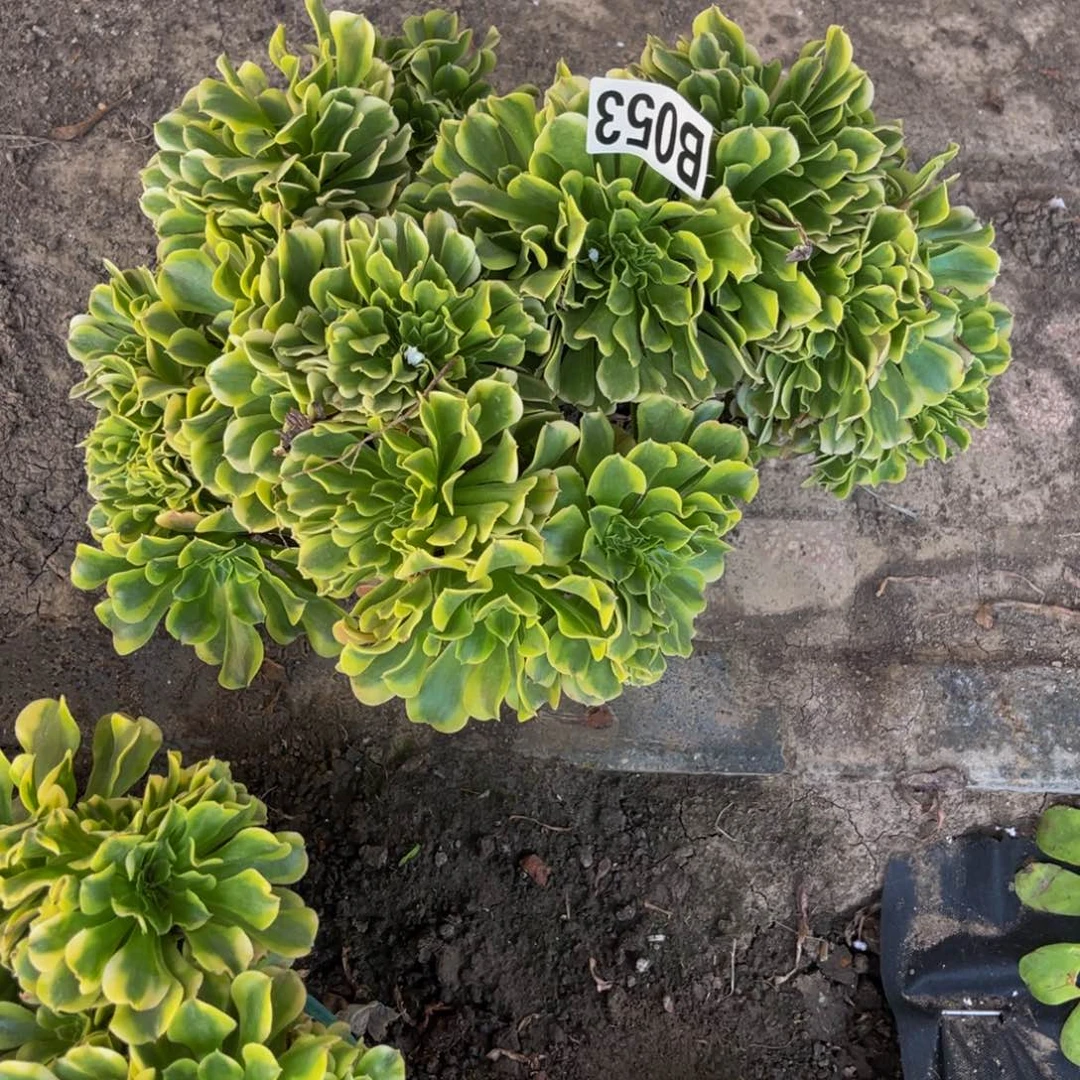 绿豆沙法师28//////31包邮