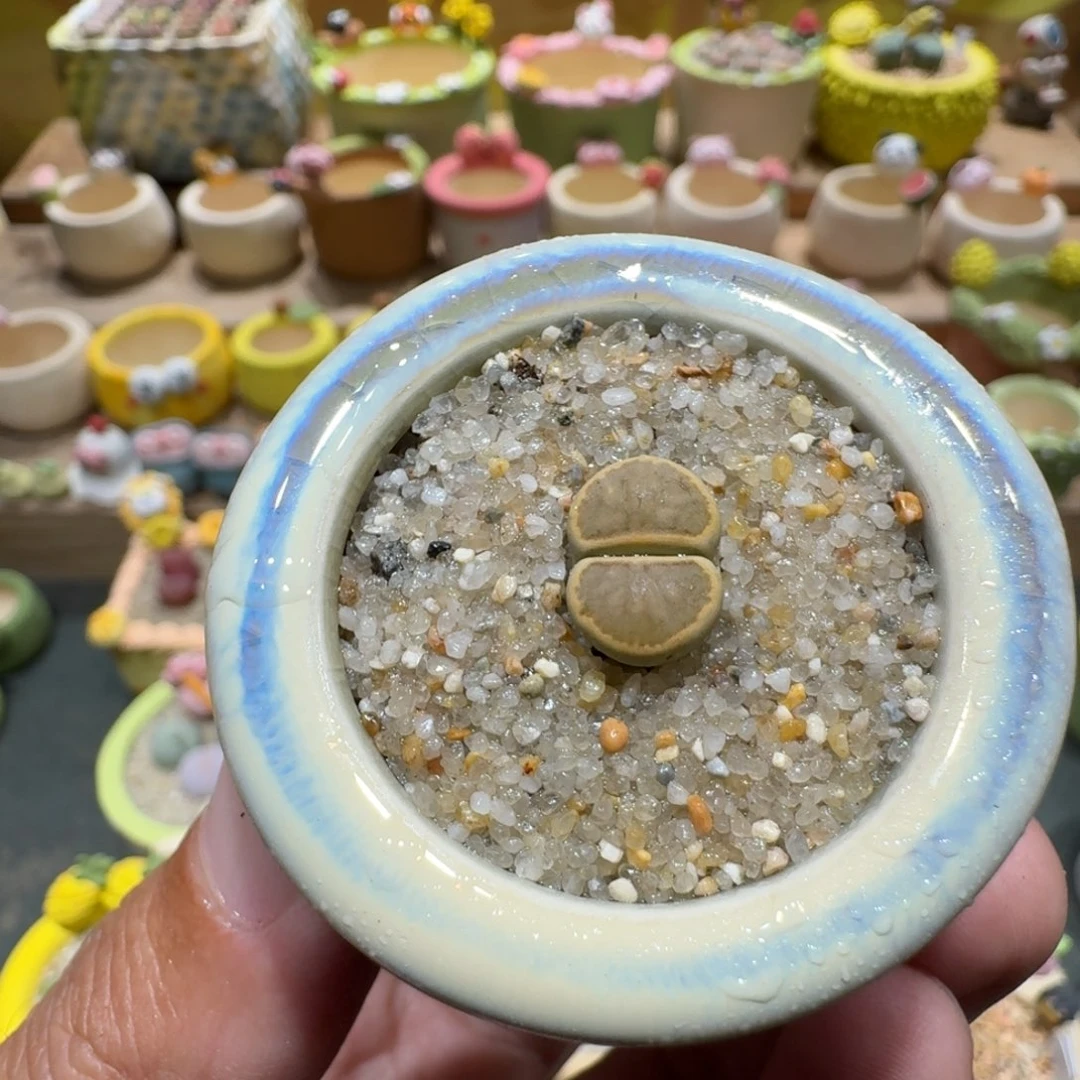 蘑菇1054绿体菊多肉植物