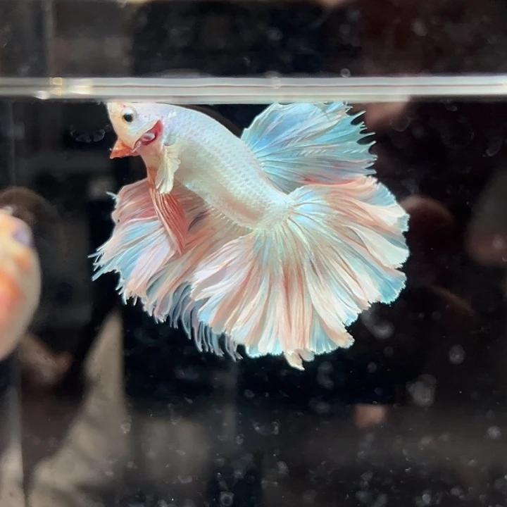 斗鱼8号清缸特价金粉花瓣