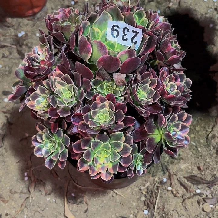 239金丝雀多肉植物不售后