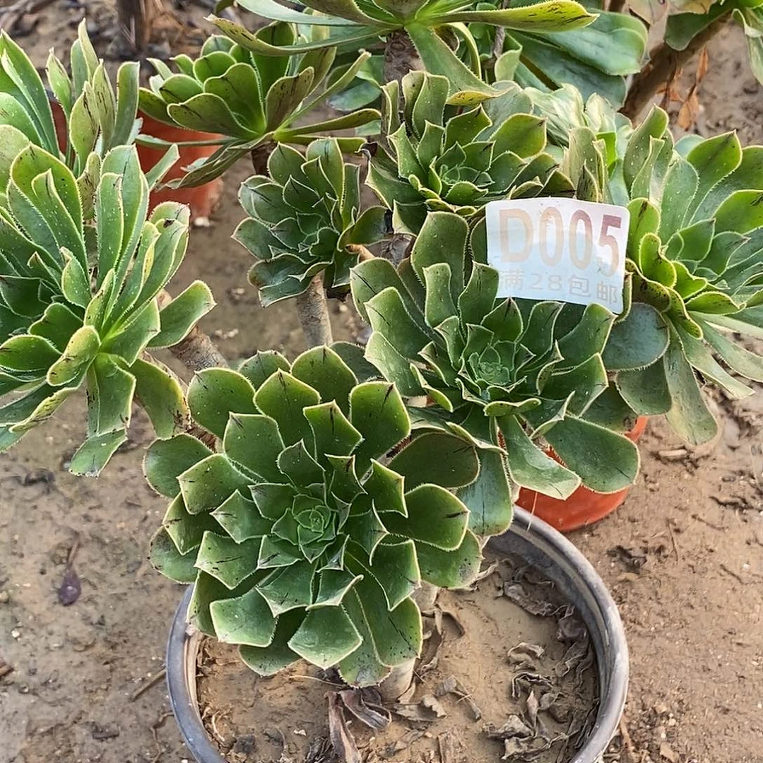 5 多肉植物不包断枝