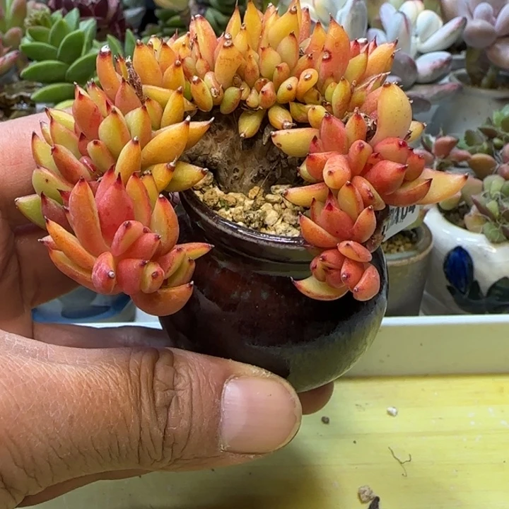 D104多肉一物一拍