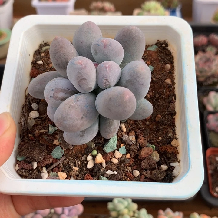 精控小米可奶多肉