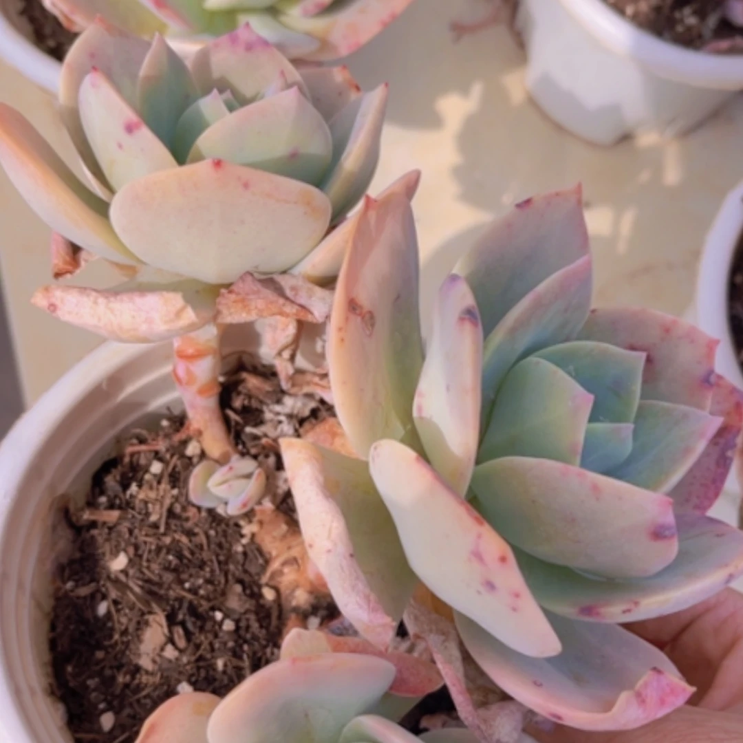 【闪购商品】血凤0680