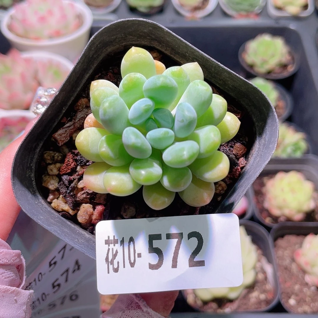 花利美10-572灯美人