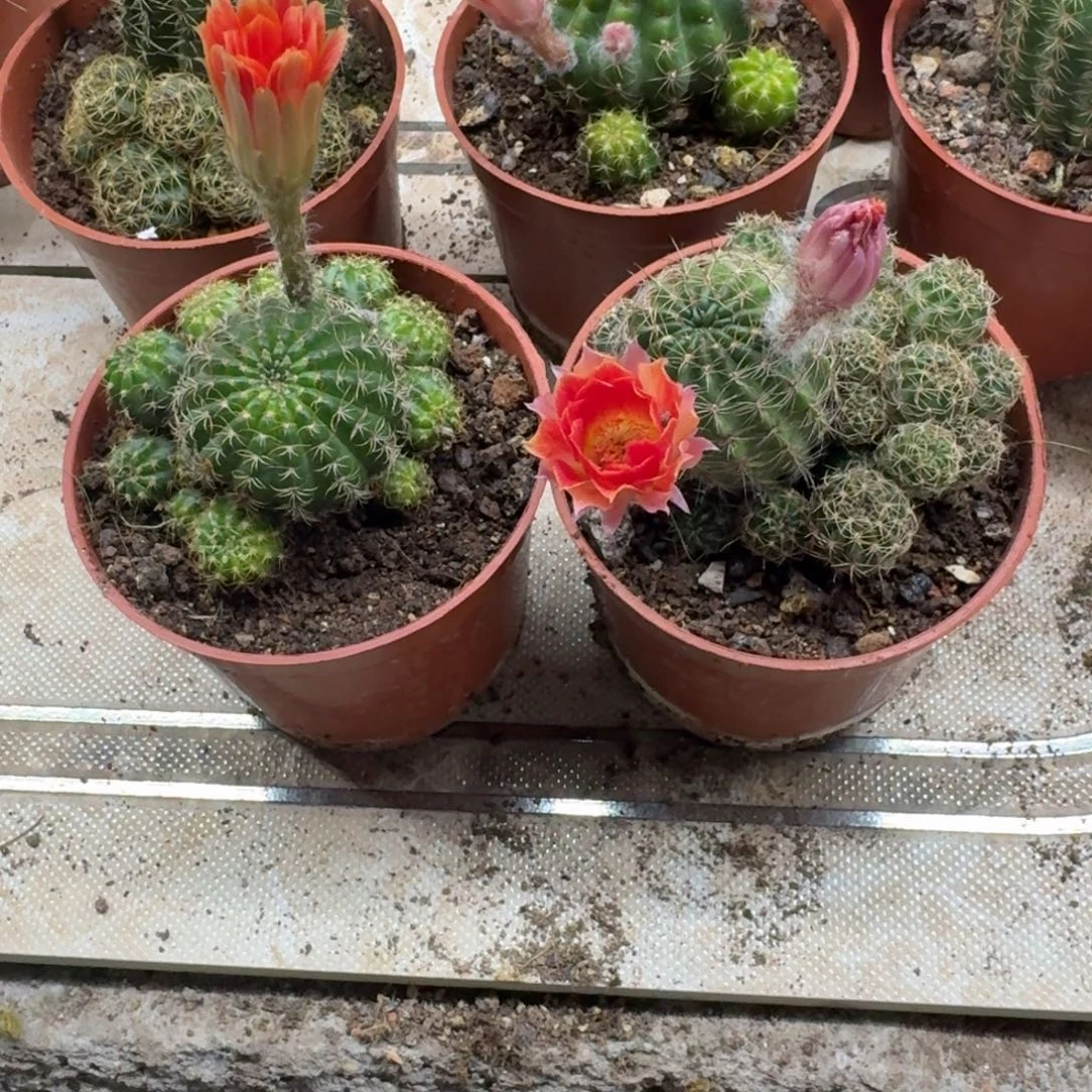 老***许无花朵丽花哈哈哈哈哈哈哈哈哈