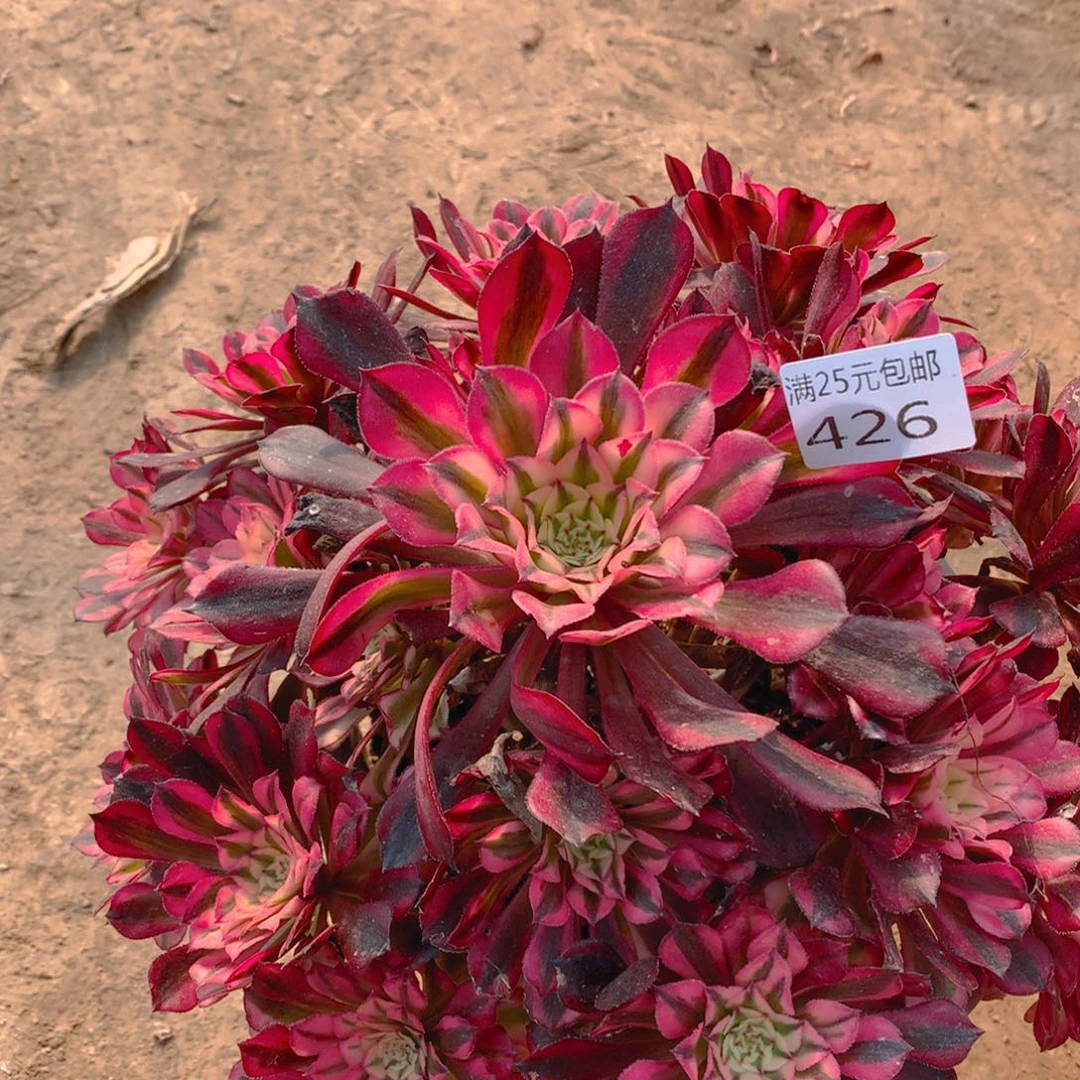 426红铜超白老桩多肉