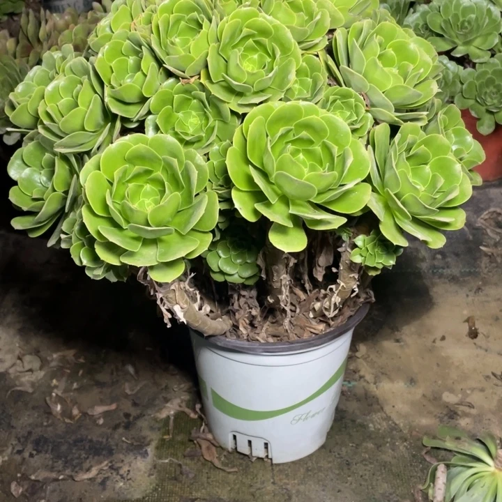 桓****666绿羊绒多肉多肉植物