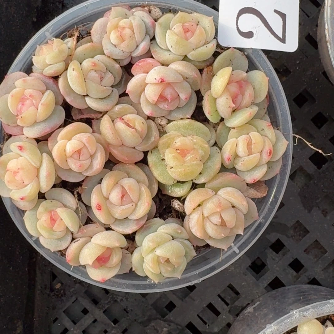 多肉植物多肉植物205