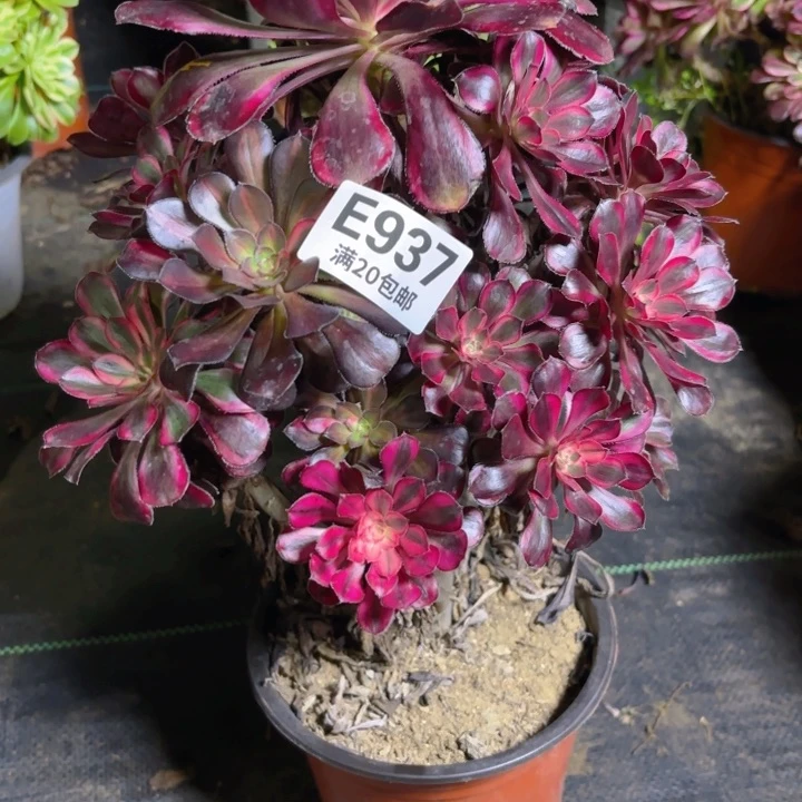 瑞妈一物一拍937