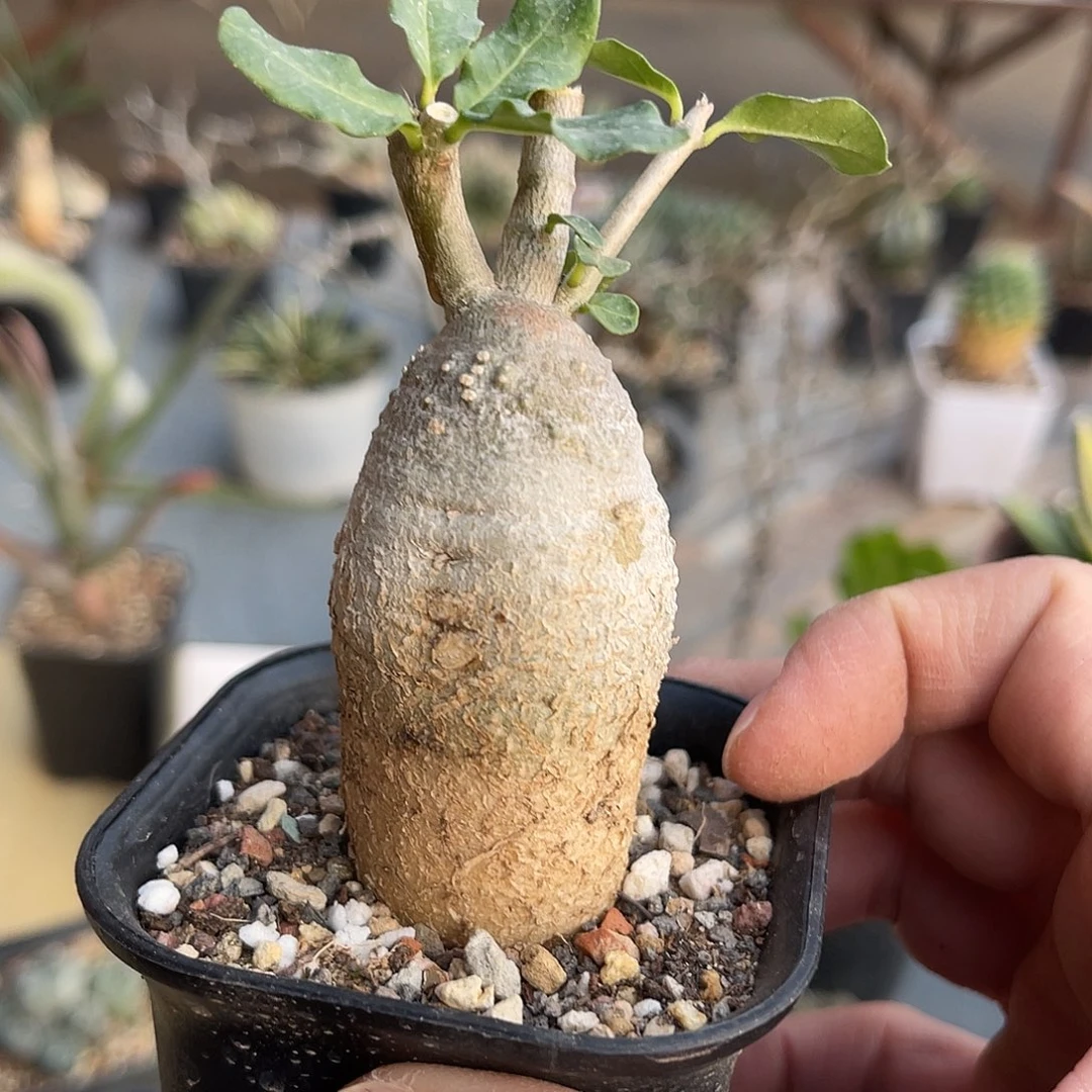 实生火星人块根一物一拍