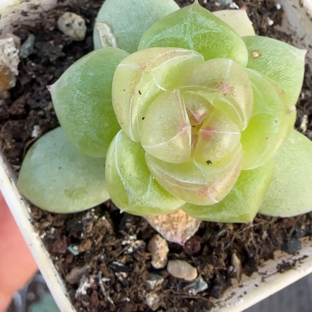 浆****东篱下多肉植物哈哈哈哈