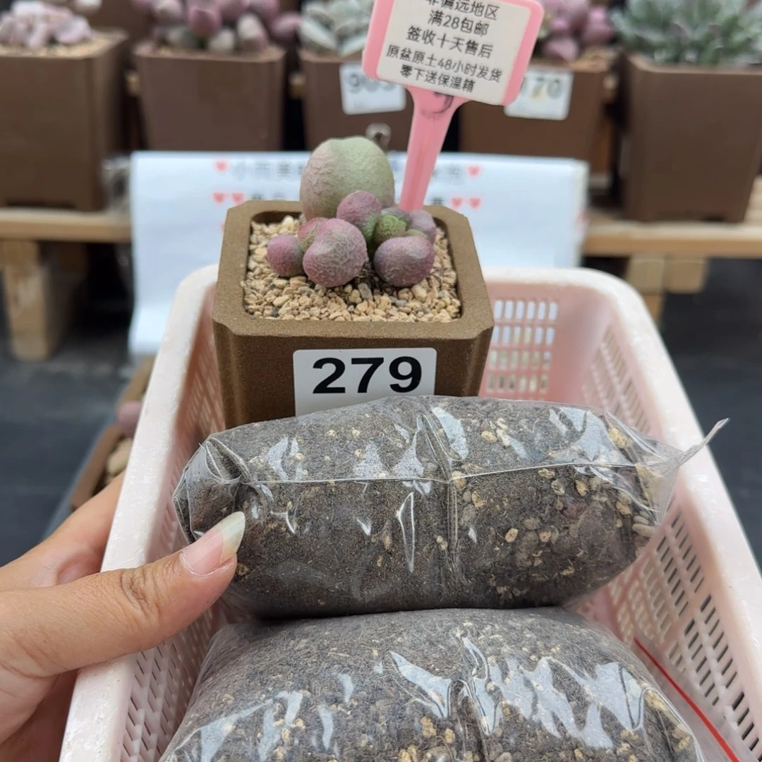 哆*咪279红烧肉土2包多肉植物