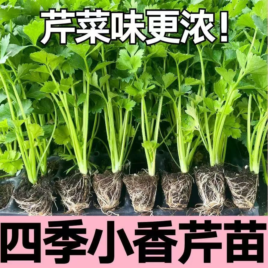 四季盆栽芹菜苗新鲜带土发货小香芹苗阳台盆栽菜园种植脆香高产