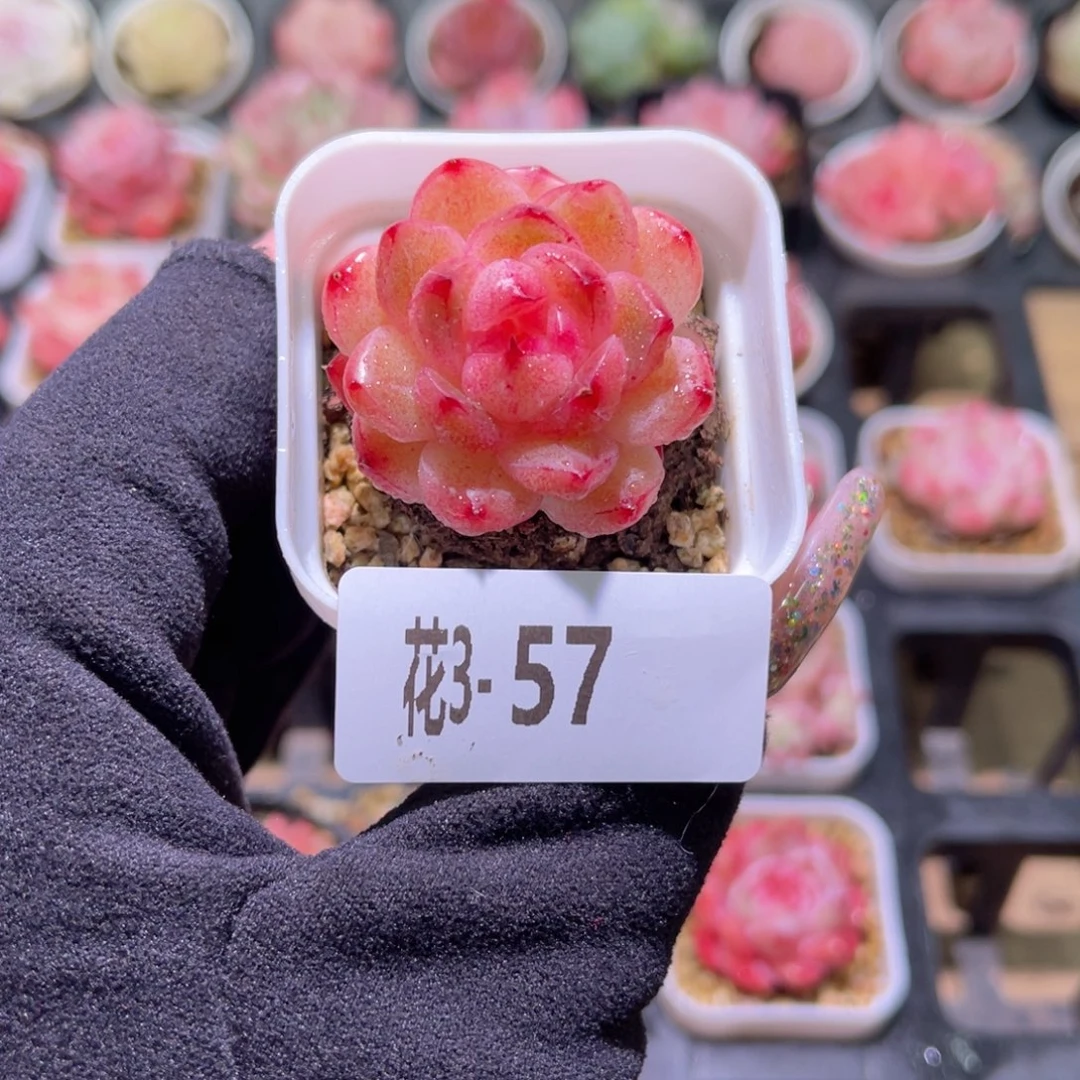 花利美3-57海王单头