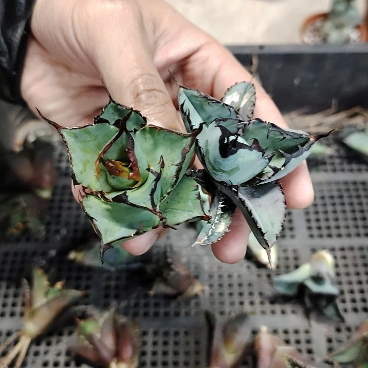 黑帝斯顶芽蓝鲸龙舌兰