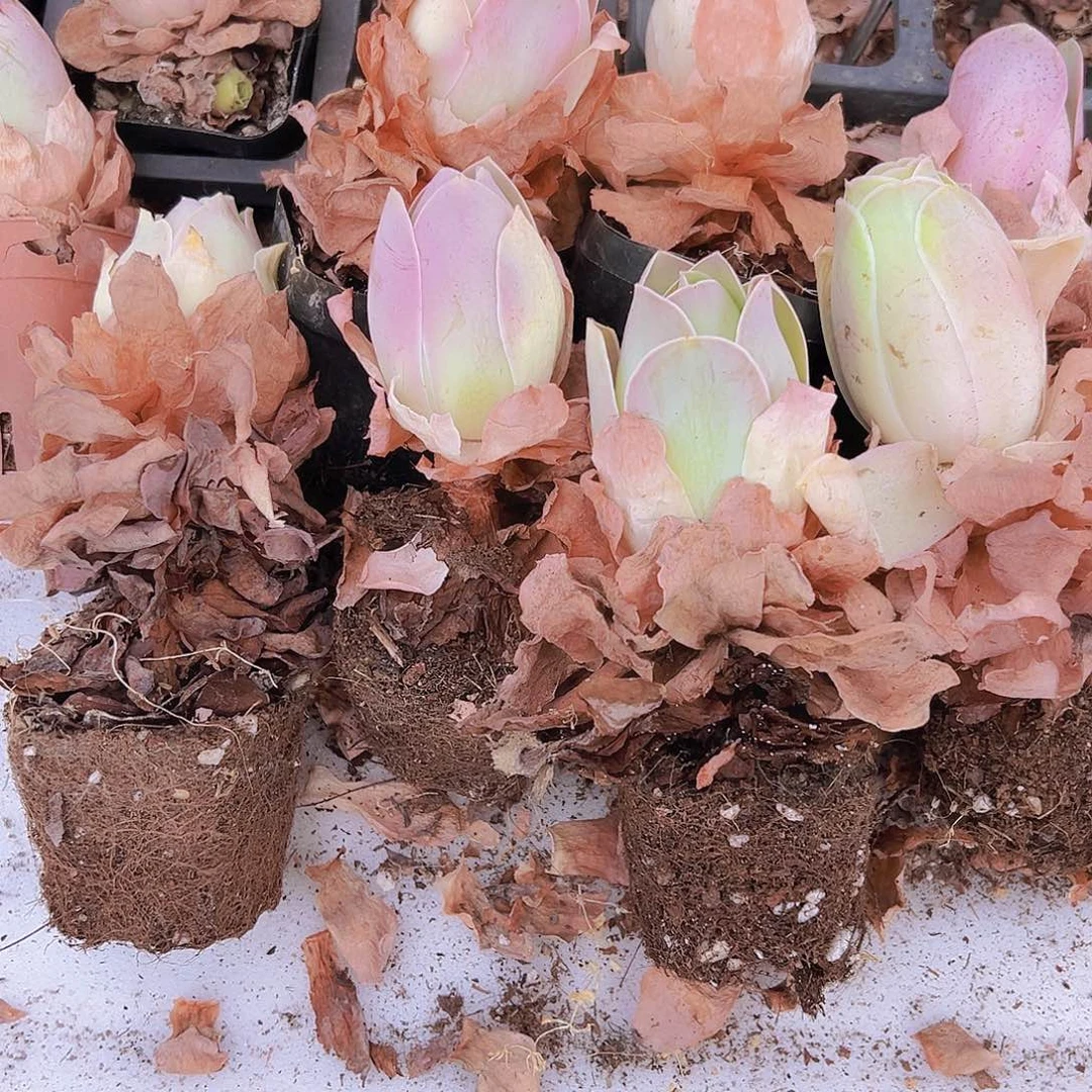 老桩粉桃5颗玫瑰