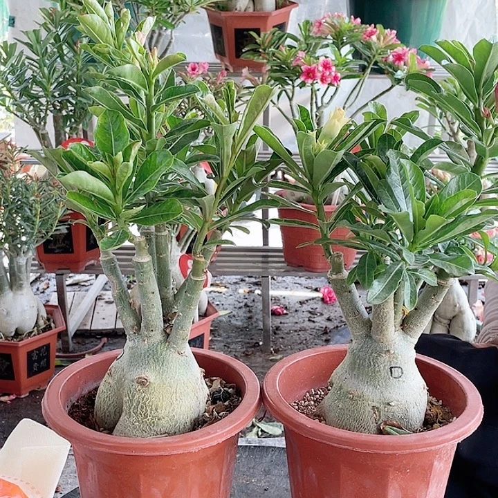 清***月完全开放沙漠玫瑰